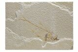 Fossil Fish (Diplomystus) - Green River Formation #224659-1
